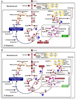 Metabolic changes that allow Plasmodium falciparum artemisinin-resistant parasites to tolerate oxidative stress